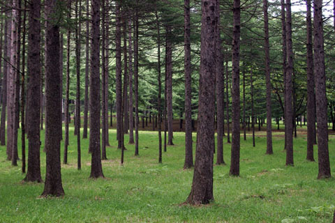 57 共働学舎チーズ工房　ミンタル_5_480