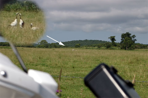 鶴　アップ合成480