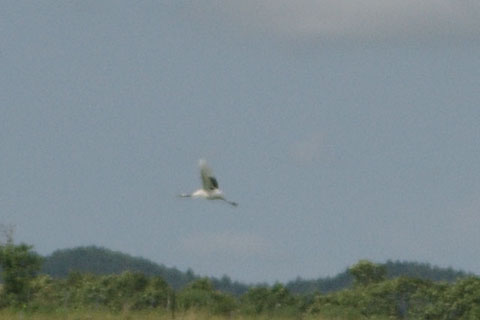 鶴　アップ2_480