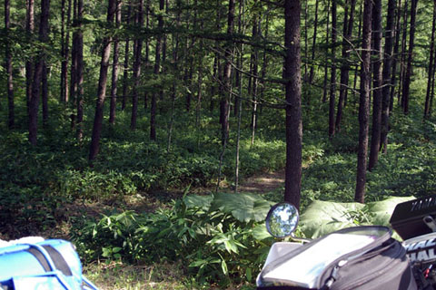 13 虫類　R361_9_480