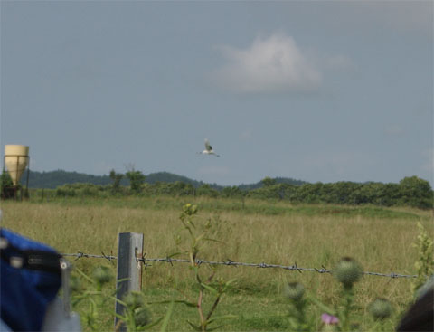 鶴　アップ1_480