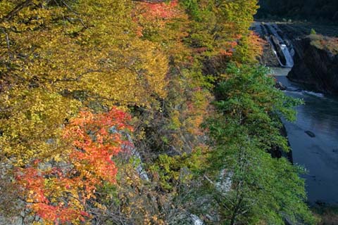 紅葉1