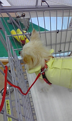 ペットショップ.JPG