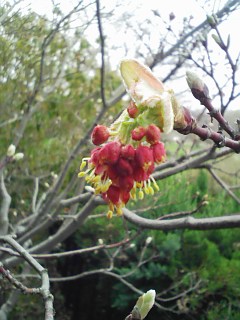 紅葉の花