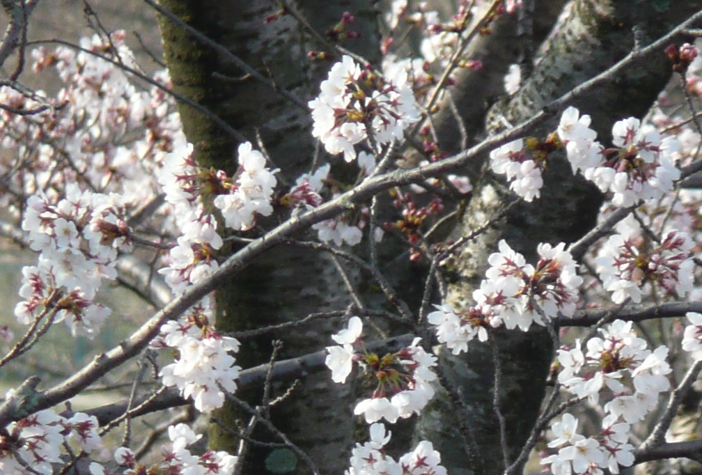 桜080401.jpg