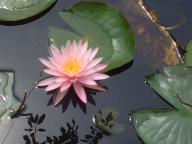 水郷＆鹿嶋 011.JPG