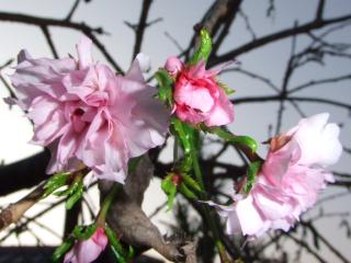 しだれ桜(2009,10,28)