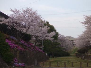 近所の公園の桜・１(2008,4,5)