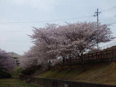 近所の公園の桜・２(2008,4,5)