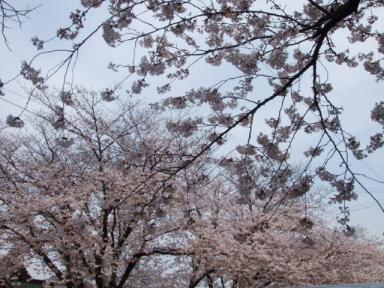 桜(2008,4,5)・２