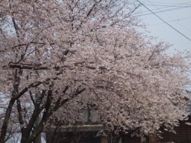 桜(2008,4,5)・６