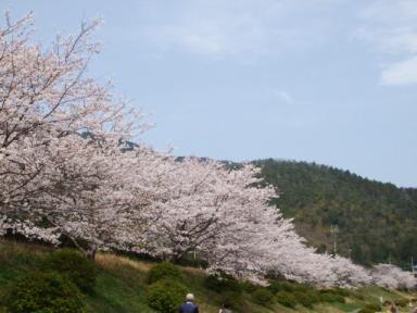 宮川内公園の桜(2008,4,6)・３