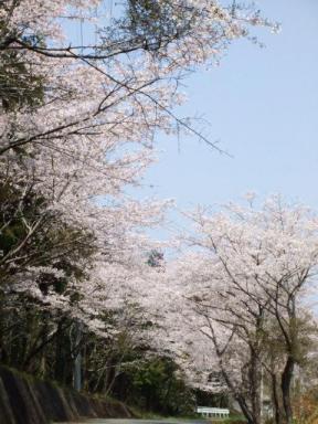 桜(2008,4,6)・９