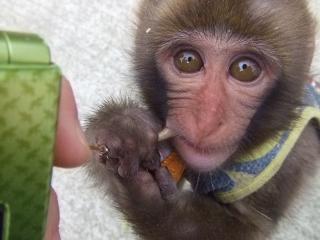 しろとり動物園・ニホンザルのキュウちゃんｖ