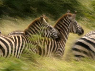 134051-FB~A-Panned-View-of-Common-Zebras-Running-Through-Grass-Equus-Quagga-Posters.jpg
