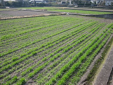 何を植えているのかな？