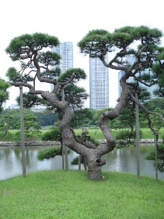 カエルの足（松の木）.jpg