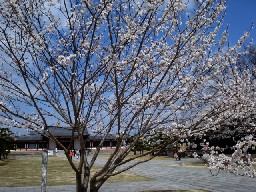 薬師寺の桜.jpg