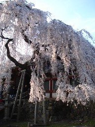 氷室神社のしだれ桜.jpg