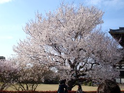 東大寺の桜.jpg