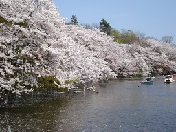 井の頭公園の桜.jpg