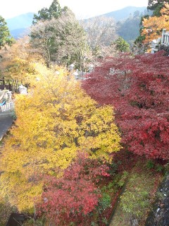 紅葉その１.jpg