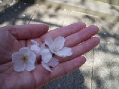 亀ヶ岡八幡宮２０１０春 001.jpg