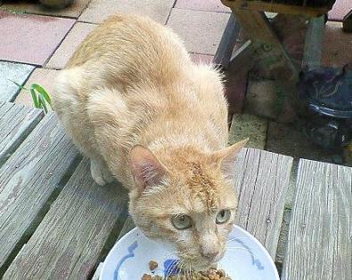 ごはんを食べるチャト