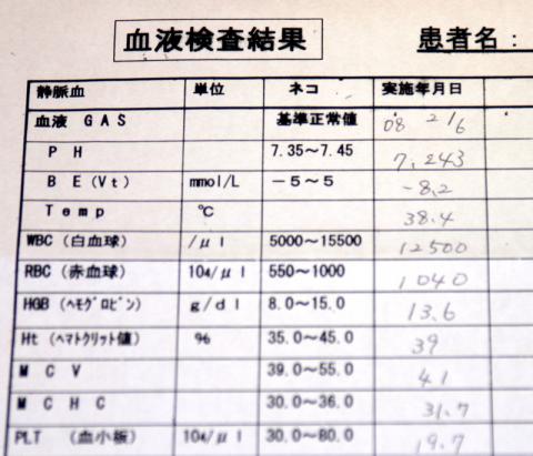 ２００８年２月血液検査１