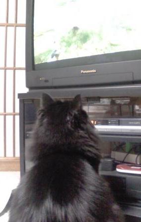 そんなにテレビが好きなの？