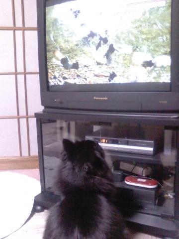 真剣にＴＶを見る猫