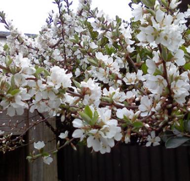 これ何の花？？