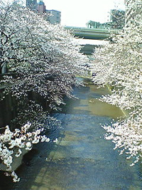 0327sakura.JPG