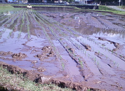 田植え