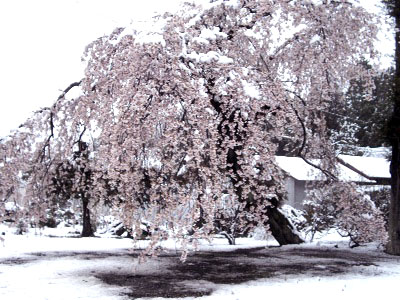 桜