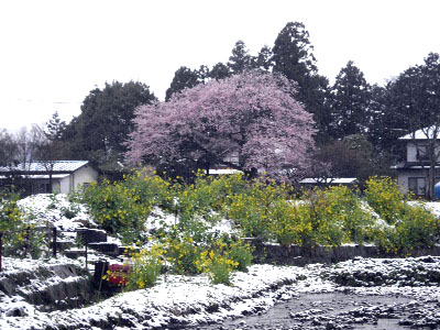 桜と菜の花