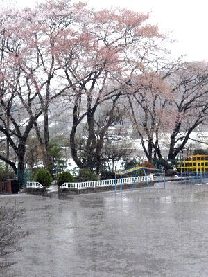 校庭の桜