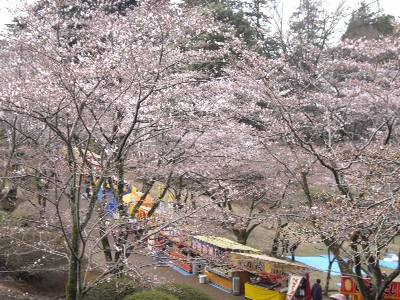 桜３