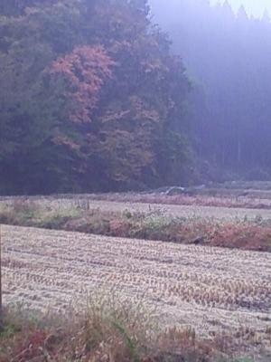 風景