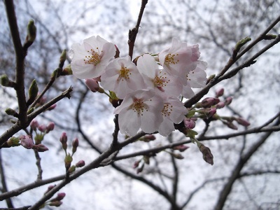 桜アップ