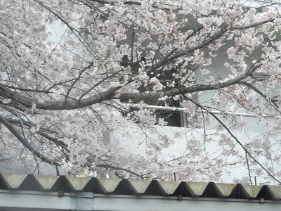 桜2010