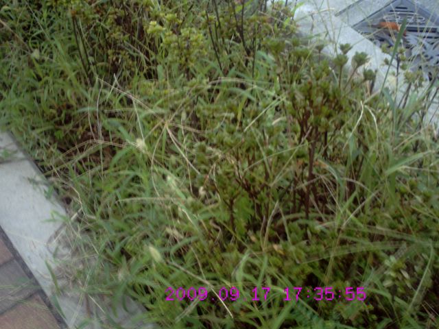 2009年9月17日撮影（成城学園前駅コルティの裏側）