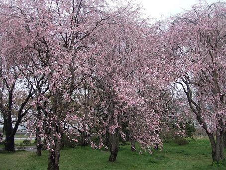 展勝地-桜