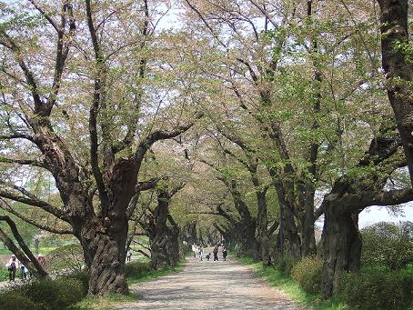 桜回廊