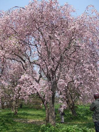 しだれ桜～1