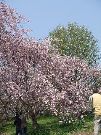 しだれ桜～２