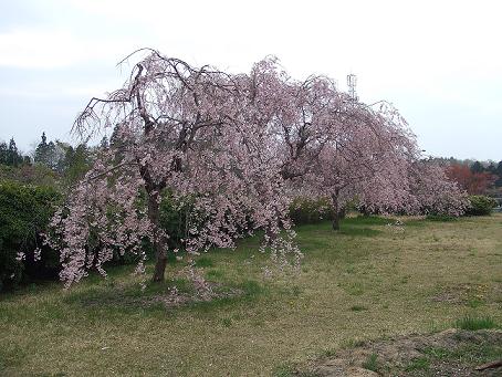 桜じゃーｗ