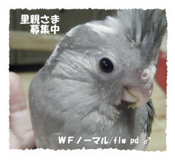 ＷＦくろちゃん.JPG