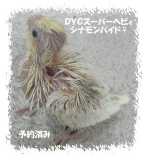 ＤＹＣへびぃ.JPG