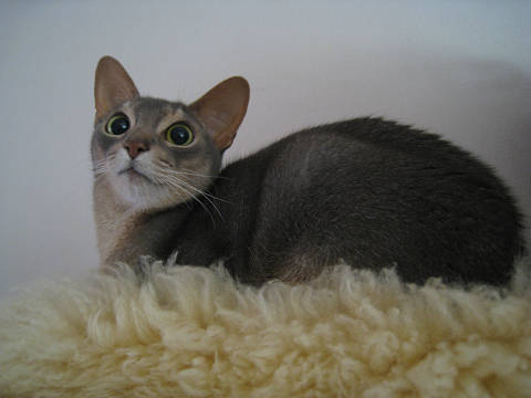 2009-04-22 特等席にゃろ～♪